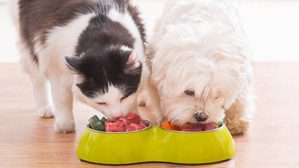 Homemade Dog Food